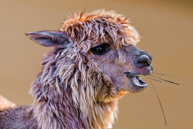 close-up portrait of a horse