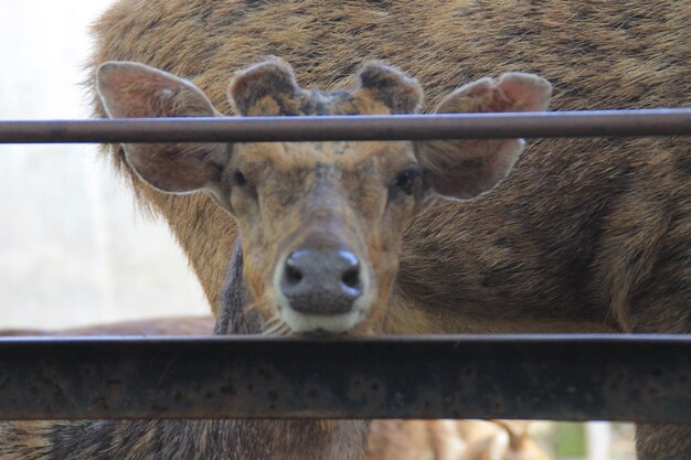 Foto ritratto di un cavallo da vicino