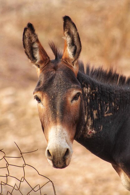 Photo close-up portrait of a horse