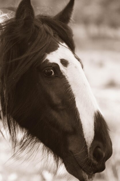 Photo close-up portrait of a horse