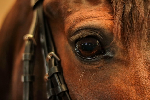 Close-up portrait of horse