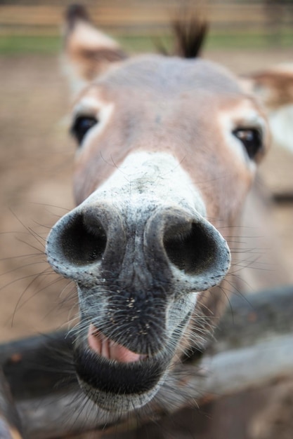 Foto ritratto di un cavallo da vicino