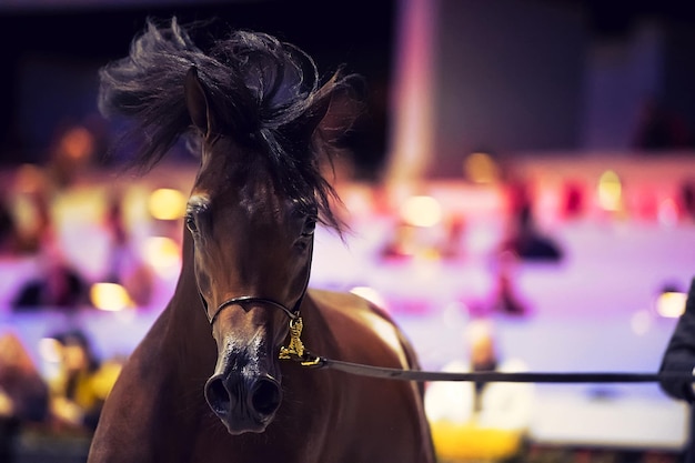 Foto ritratto di un cavallo da vicino