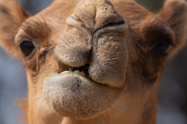 Close-up portrait of a horse