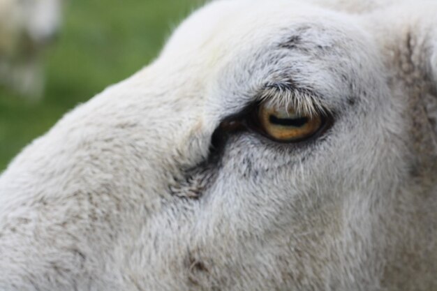 Photo close-up portrait of horse