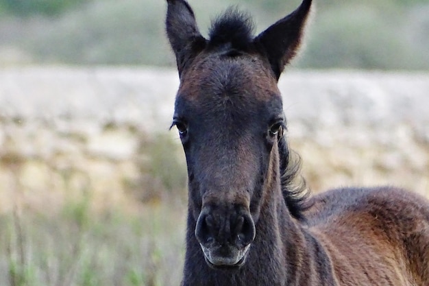 Close-up portrait of a horse