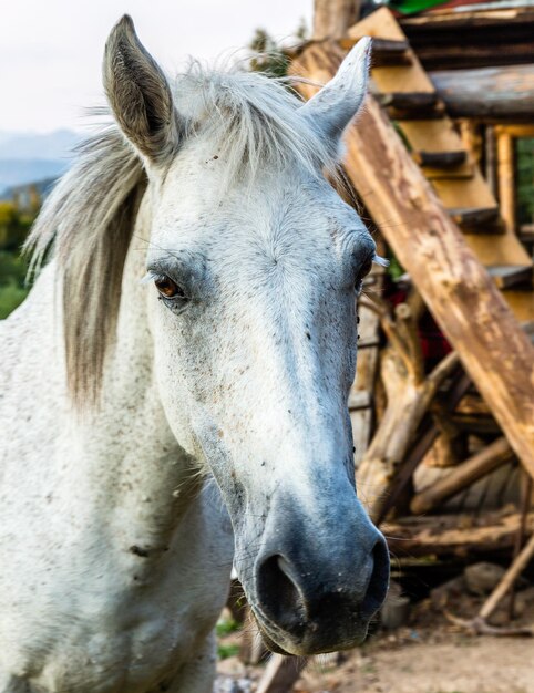 Foto ritratto di un cavallo da vicino