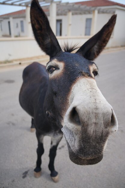 Foto ritratto di cavallo da vicino