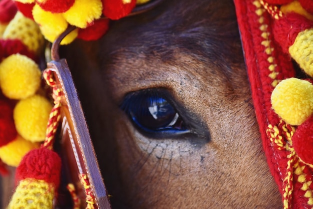 Close-up portrait of a horse