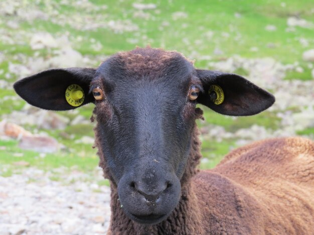 Foto ritratto di un cavallo da vicino