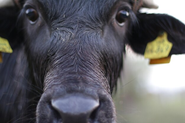 Photo close-up portrait of horse