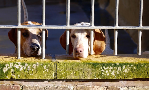 Foto ritratto di cavallo da vicino