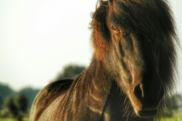 Photo close-up portrait of a horse