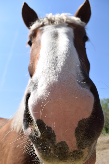 Foto ritratto di un cavallo da vicino