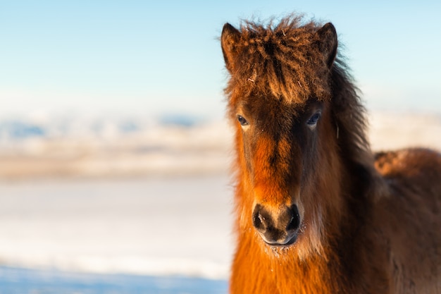 Close-up portrait of an Icelandic horse in winter.