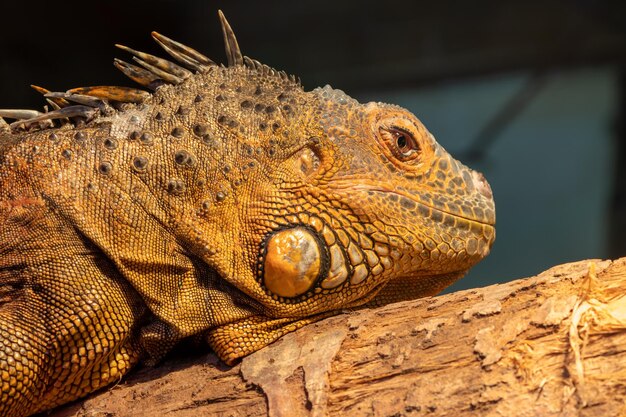 Photo close up portrait of an iguana in captivity