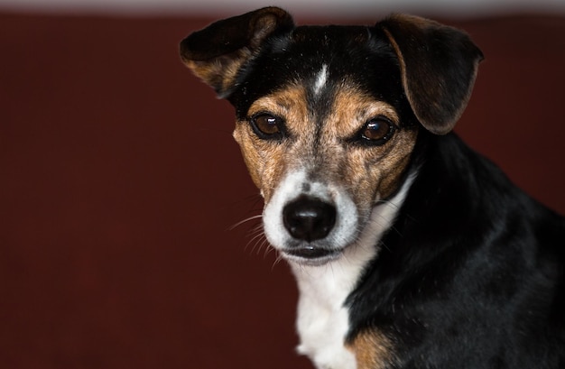 close-up portrait of jack russell terrier