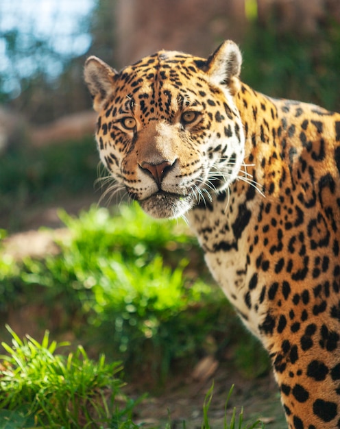 Close-up Portrait of a Jaguar