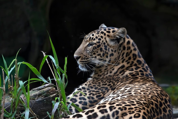 Close-up portrait of Javan leopard