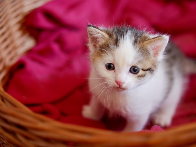 Photo close-up portrait of kitten in basket