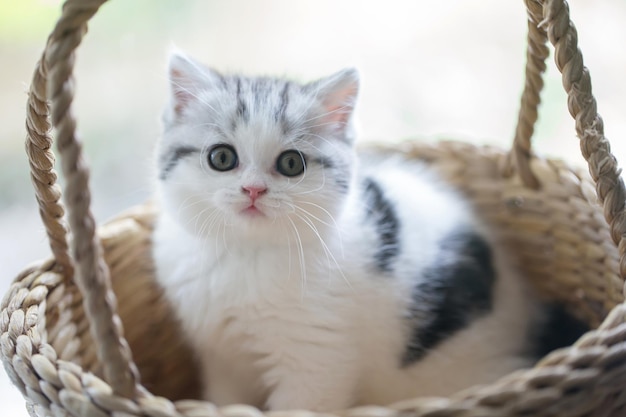 Photo close-up portrait of kitten in basket