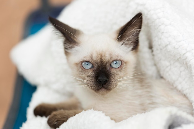 家のベッドの上にある子猫のクローズアップ肖像画