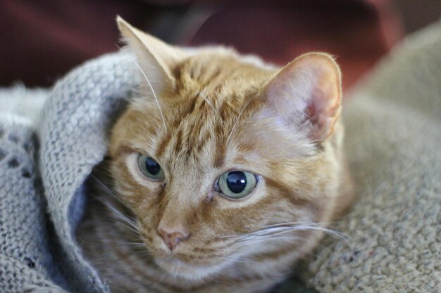 Photo close-up portrait of kitten at home