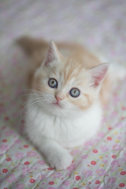 Foto ritratto ravvicinato di un gattino sdraiato sul letto