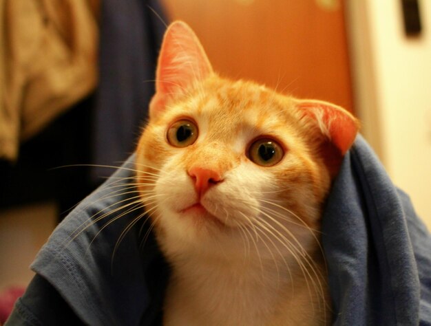 Close-up portrait of kitten sitting at home