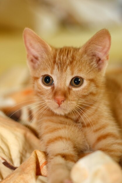 Close-up portrait of kitten