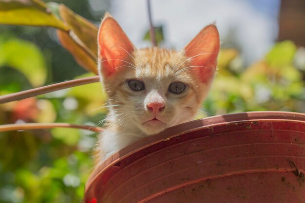 Foto ritratto ravvicinato di un gattino