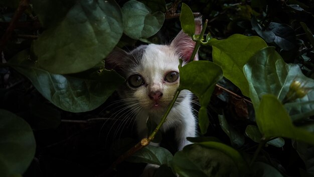 Close-up portrait of a kitten