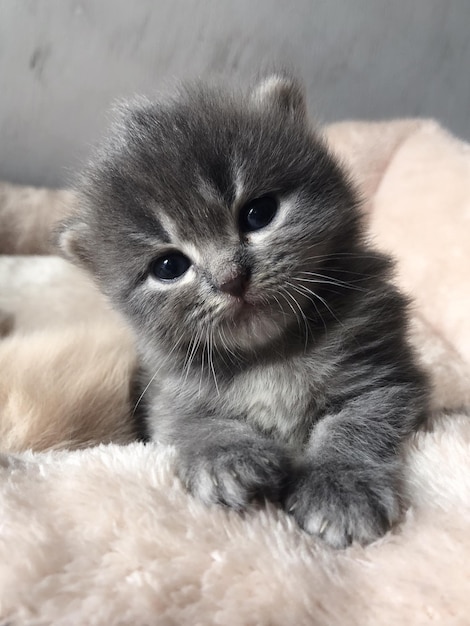 Close-up portrait of kitten