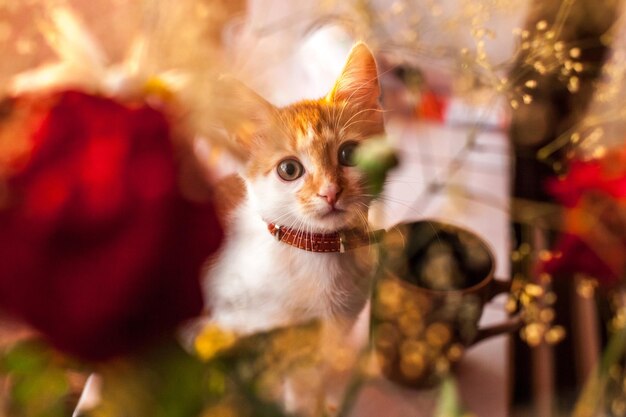 Foto ritratto ravvicinato di un gattino