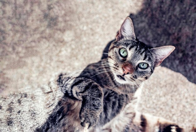 Close-up portrait of kitten