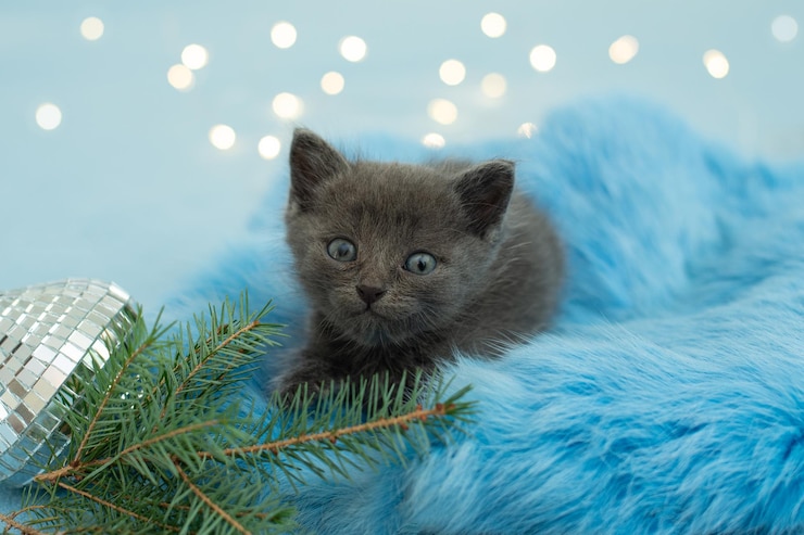Фотография портрет котенка вблизи