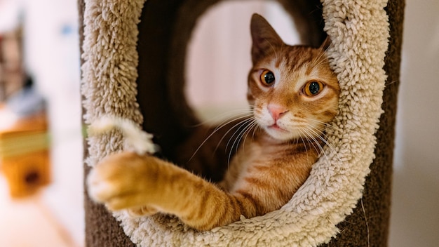 새끼 고양이 의 클로즈업 초상화