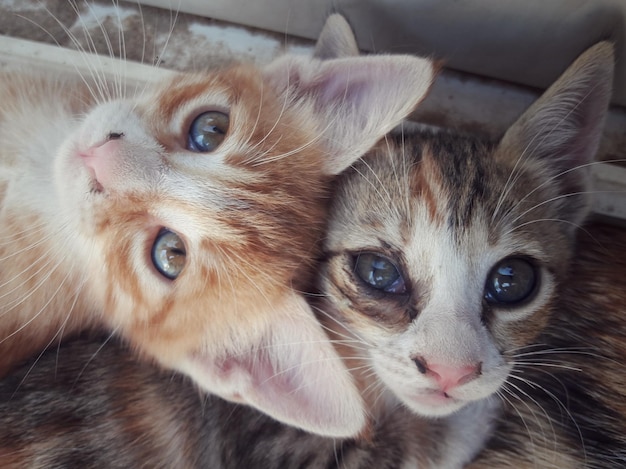 家にいる子猫のクローズアップポートレート