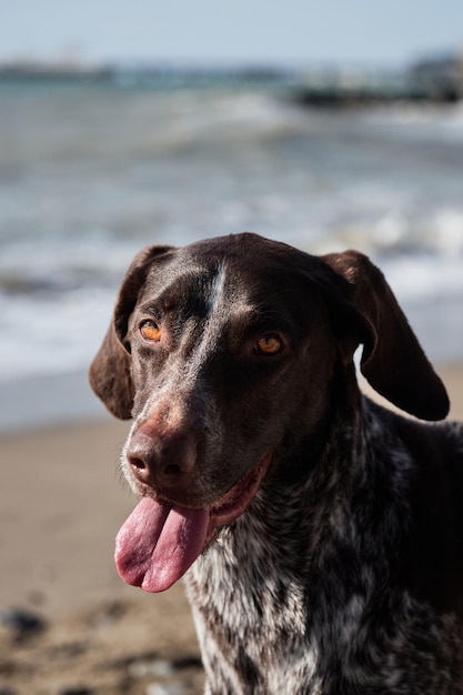 Close up portrait of Kurzhaar German shorthair breed of hunting dogs Brown shorthaired pointer