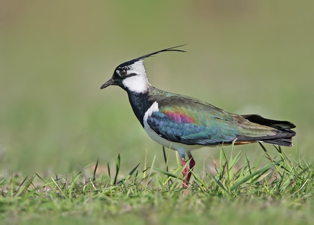 Close up portrait of lapwing in breeding plumage 