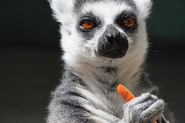 動物園でキャロットを食べているレムールのクローズアップ肖像画