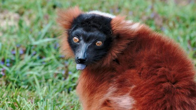 Close-up portrait of a lemur on field