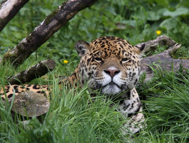 Photo close-up portrait of a leopard cub