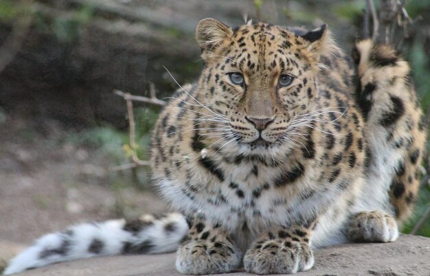 Photo close-up portrait of a leopard