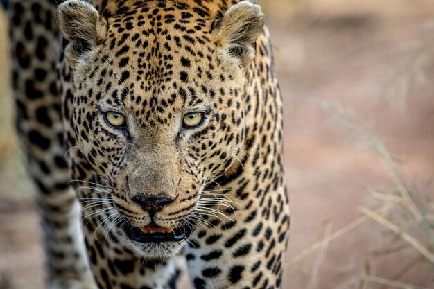 Photo close-up portrait of leopard