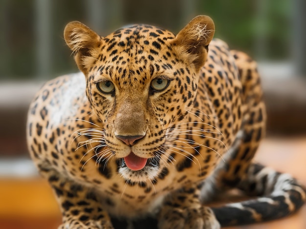 Close-up of portrait leopard.