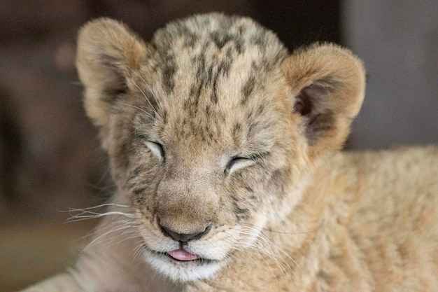 Photo close-up portrait of a lion cub