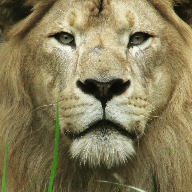 Foto ritratto ravvicinato di un leone allo zoo