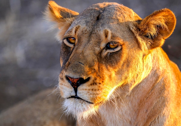 Photo close-up portrait of a lion