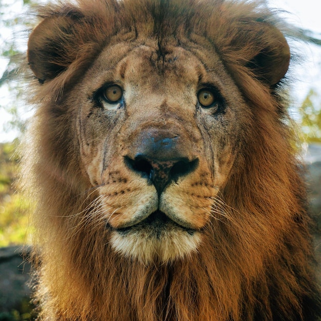 Foto ritratto di un leone in primo piano